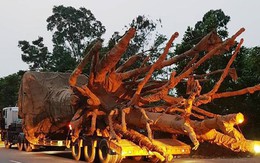 Lộ diện 3 xe ô tô khủng chở cây “quái thú”