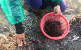 Ảnh: Dân mò mẫm tìm sản vật biển làm món giải nhiệt mùa hè độc nhất Quảng Trị