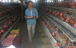 Lạ: Việt Nam nhập khẩu trứng gà, muối hằng năm