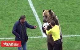 Đội bóng Nga gây sốc khi dùng gấu khổng lồ làm ‘người khai cuộc trận đấu’