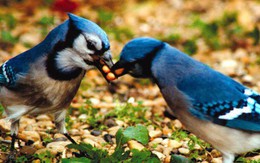 Tiết lộ thú vị từ khoa học: Loài chim cũng sở hữu "hormone tình yêu" giống con người