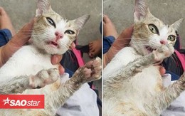 Chú mèo đang mang bầu bị đánh đập tạt nước sôi đến động kinh khiến dân mạng phẫn nộ