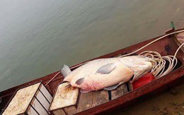 Yên Bái: Ngư dân bắt được cá trắm khổng lồ nặng 61kg ở hồ Thác Bạc