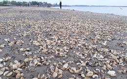 Thanh Hóa: Gần 100 tấn ngao bỗng dưng chết trắng bãi biển