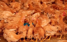 Chiến dịch sử dụng "đội quân gà" diệt châu chấu ở Trung Quốc