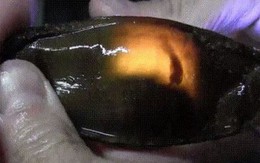 Đây là trứng cá mập: Nhìn giống nòng nọc mà có “lòng đào” giống trứng gà đến lạ