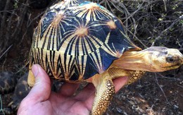 Phát hiện ra hơn 10.000 cá thể rùa cạn bị nhốt trong nhà của thợ săn, có lẽ đã không phát hiện được ra nếu mùi hôi thối không lan rộng ra toàn bộ khu vực