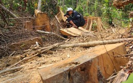 Tạm đình chỉ 6 cán bộ kiểm lâm để xảy ra phá rừng ở Quảng Nam