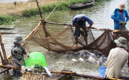 Thương lái mua cả cá tra... chết bán sang Trung Quốc