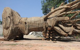 Vụ CSGT bắt 3 xe chở cây khổng lồ: Tiền mua "cây khủng" chỉ 14 triệu đồng