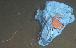 Tìm thấy túi rác nhựa sâu 10.000m dưới đáy biển - kỷ lục vứt rác của loài người là đây