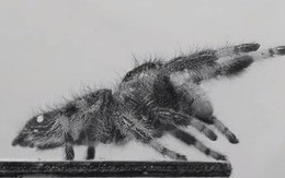 Các nhà khoa học thành công trong việc dạy nhện nhảy bằng 4 chân