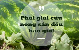 Phó Viện trưởng Viện Khoa học Nông nghiệp Việt Nam: Người thành thị không nên tham gia "giải cứu" nông sản!