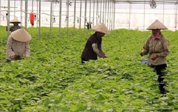 Những nông sản Việt được bán với giá cao đến “khó tin” trên thế giới