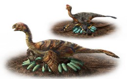 Tiết lộ cách ấp trứng độc đáo của loài khủng long xa xưa