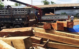 Gia Lai: Bắt giám đốc công ty giấu 60m3 gỗ lậu trong kho