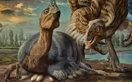 Hỏi khó: Vì sao khủng long nặng hàng tấn vẫn có thể ung dung ngồi ấp mà không sợ làm vỡ trứng phía dưới?