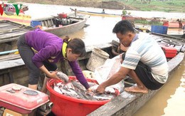 Hàng trăm tấn cá bè trên sông La Ngà chết trong đêm