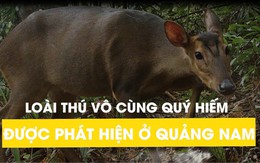 Loài thú vô cùng quý hiếm được phát hiện ở Quảng Nam: "Một tin tuyệt vời"
