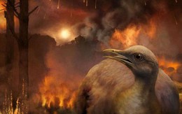 Cùng phải chịu thảm họa thiên thạch nhưng vì sao khủng long tuyệt chủng, chim thì không?