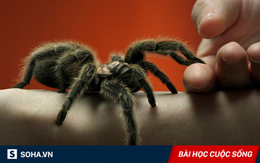 Chạm trán nhện độc, người nông dân bất ngờ khiến con vật chết thảm dưới bàn chân đầy bùn