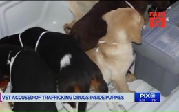 Bác sỹ thú y tàn độc mổ bụng chó, nhét heroin vào để buôn lậu