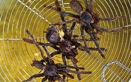 Rết rán Thanh Đảo, mọt cọ Châu Phi hay nhện chiên Campuchia - những món ăn nhìn thì phát sợ nhưng vẫn thành đặc sản của nhiều địa phương