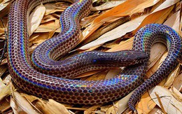 Loài rắn này cực lạ kỳ với khả năng phát ra màu sắc óng ánh dưới ánh nắng, có rất nhiều ở Việt Nam