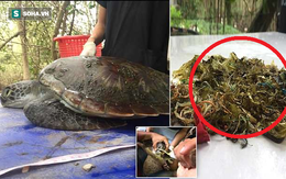 Rùa xanh quý hiếm ở Thái Lan lâm cảnh chết đói trong đau đớn vì lý do tai ác này