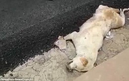 Dư luận Ấn Độ phẫn nộ vì nhóm công nhân thản nhiên rải nhựa đường lên một chú chó đang nằm ngủ