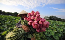 24h qua ảnh: Người phụ nữ thu hoạch hoa sen ở Việt Nam