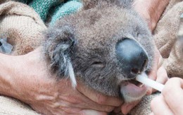 Chúng ta đã có cách cứu lấy loài gấu Koala, nhưng nó hơi "kinh" một chút