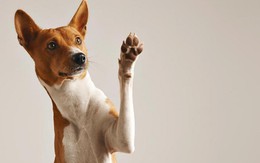 19 dấu hiệu cho thấy chó cưng đang ngầm giao tiếp với chủ nhân