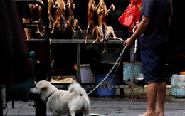 Lễ hội thịt chó vẫn diễn ra ở Trung Quốc bất chấp chỉ trích