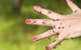 Cảm giác như cả người lúc nhúc côn trùng: căn bệnh lạ kỳ đang khiến gần trăm nghìn người phải khổ sở mỗi ngày