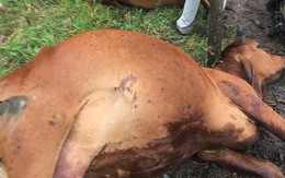 5 con bò của một hộ nông dân bị sét đánh chết cùng lúc