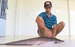 Bắt được cá trê nặng gần 12 kg trên sông Cổ Chiên