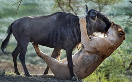 Sư tử trao "nụ hôn" cho linh dương: Sự thật sau bức ảnh khiến nhiếp ảnh gia bất ngờ