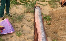 Sau Hà Tĩnh, cá “rồng biển” dài 5m chết dạt vào bờ biển Quảng Bình