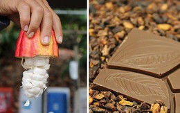 Hành trình biến hạt ca cao thành món chocolate vạn người mê qua lời kể của người thợ lành nghề