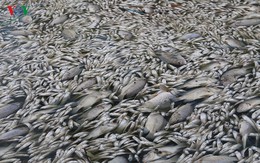 10 tấn cá chết, mùi hôi thối bủa vây người dân Hồ Tây