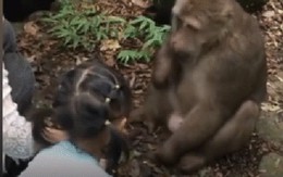 Trung Quốc: Cùng mẹ cho khỉ ăn ở vườn thú, bé gái bất ngờ bị con vật đấm vào mặt
