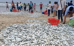 VIDEO: Người dân Hà Tĩnh hò nhau đuổi bắt hàng tấn ‘lộc biển’