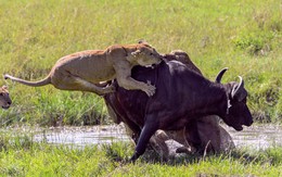 7 ngày qua ảnh: Đàn sư tử hợp sức hạ gục trâu rừng trên đồng cỏ