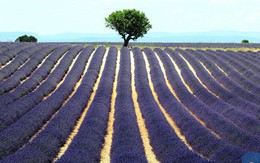 Israel đăng ký bằng sáng chế phát tán mùi hương bằng smartphone, sẽ bán trên toàn cầu