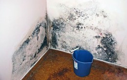 Nấm mốc trong nhà có những màu sắc này thì phải xử lý càng nhanh càng tốt, đừng để hỏng nhà và hại cả sức khỏe