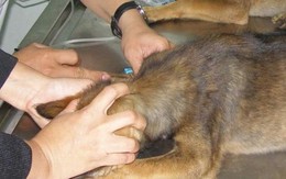 Chó 40kg cắn bé gái 8 tháng tuổi tử vong