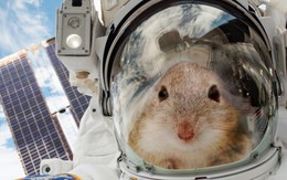 20 con chuột sẽ được du hành vũ trụ để giúp chúng ta tìm hiểu về cách sống sót trên sao Hỏa