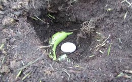 Vùi 1 quả trứng, 1 quả chuối xuống đất - mẹo hay không nên bỏ qua dành cho người làm vườn