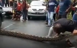 Người dân Indonesia toát mồ hôi cùng nhau lôi trăn gấm dài 10m ra khỏi gầm xe ô tô